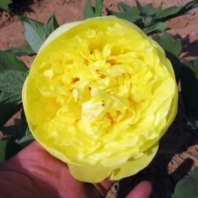 Пион ЗОЛОТО ПОДНЕБЕСНОЙ древовидный в Молодечно