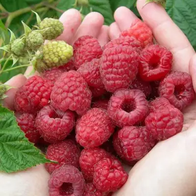 Малина МОЛЛИНГ ДЖУНО в Молодечно