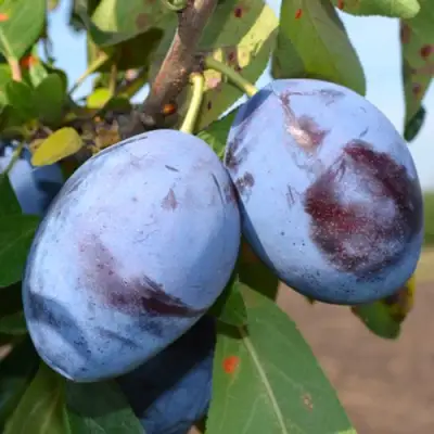 Слива ЧАЧАКСКАЯ ЛЕПОТИКА в Молодечно