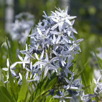 Амсония ТАБЕРНЕМОНТАНА в Молодечно