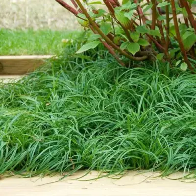 Осока БИТЛЗ в Молодечно