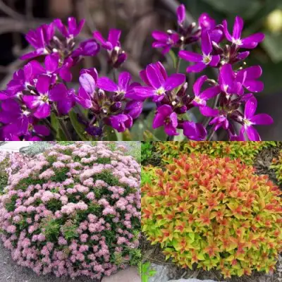 Комплект ЯПОНСКИЙ САД в Молодечно