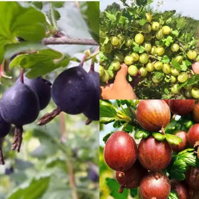 Комплект КРЫЖОВНИК MIX в Молодечно