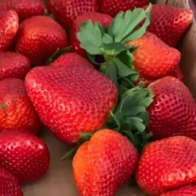 Клубника МОНТЕРЕЙ ремонтантная в Молодечно