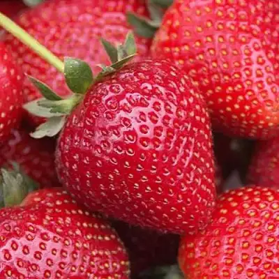 Клубника СЕЛЬВА ремонтантная в Молодечно