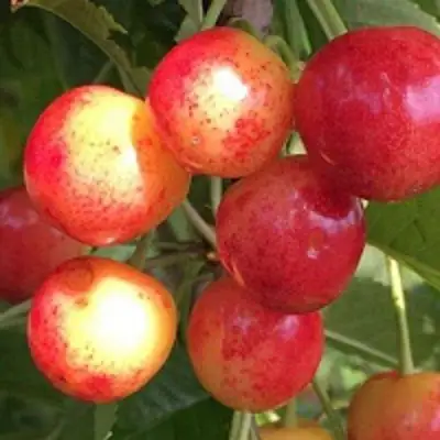 Черешня СОПЕРНИЦА в Молодечно