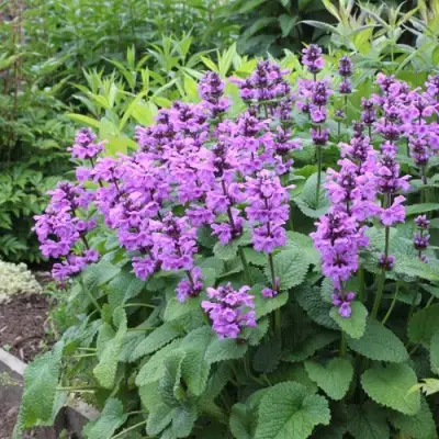 Буквица крупноцветковая в Молодечно