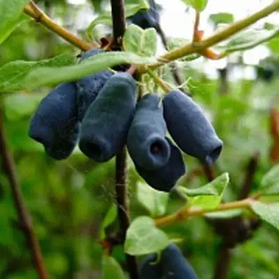 Жимолость съедобная ВОЛХОВА в Молодечно