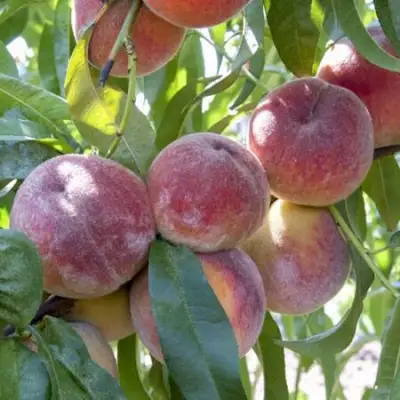 Персик ЗАРМЕНЮ в Молодечно