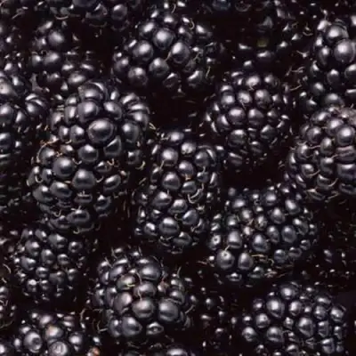 Ежевика ОРКАН бесшипная  в Молодечно