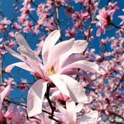 Магнолия РОЗЕЯ в Молодечно