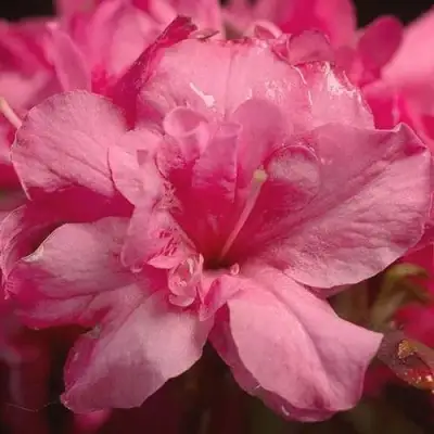 Азалия РОКОКО японская в Молодечно