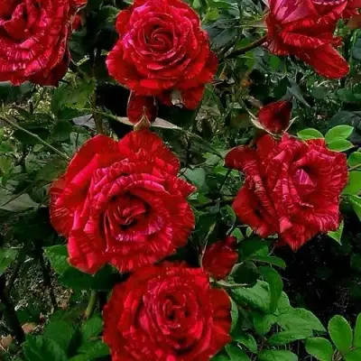 Роза РЕД ИНТУИШН чайно-гибридная в Молодечно