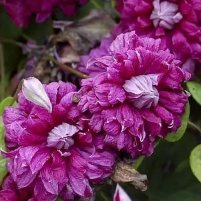 Клематис ПУРПУРЕА ПЛЕНА ЭЛЕГАНС в Молодечно