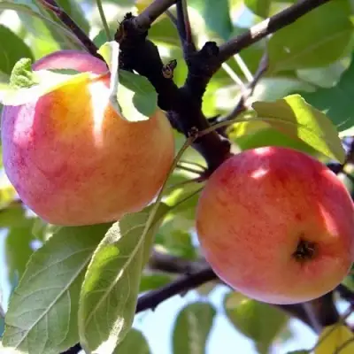 Яблоня АБРИКОСОВАЯ в Молодечно