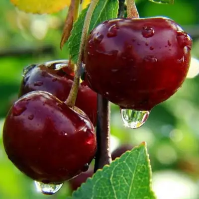 Вишня ЛАСУХА в Молодечно