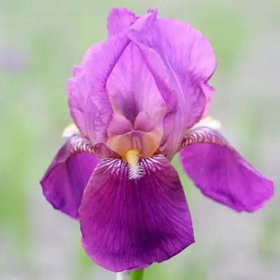 Ирис ИМПЕРАТОР бородатый в Молодечно