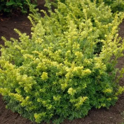 Тис ЭЛЕГАНТИССИМА ягодный в Молодечно