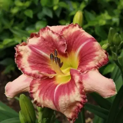 Лилейник АУТСТАНДИНГ гибридный в Молодечно