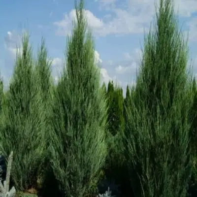 Можжевельник СКАЙРОКЕТ  скальный в Молодечно