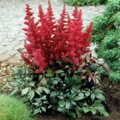 Астильба МОНТГОМЕРИ японская в Молодечно