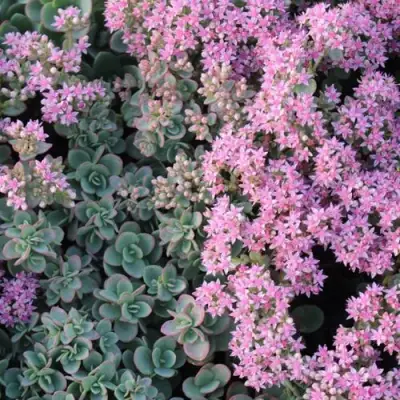 Очиток (седум) САНСПАРКЛЕР ЛАЙМ ЗИНГЕР в Молодечно
