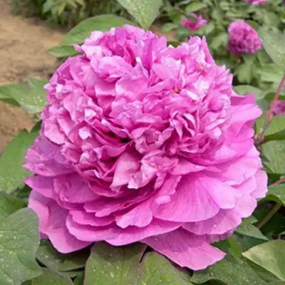 Пион ОРНАМЕНТ древовидный в Молодечно