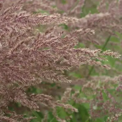 Вейник КАРЛ ФОРСТЕР остроцветковый в Молодечно