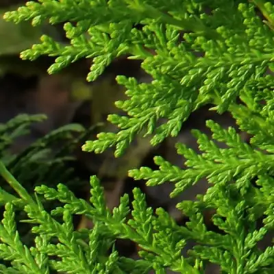 Туя восточная в Молодечно