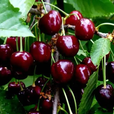 Черешня РЕВНА в Молодечно