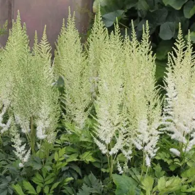 Астильба ДИАМАНТ Арендса в Молодечно