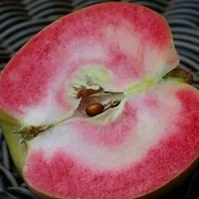 Яблоня ПИНК ПЕРЛ в Молодечно