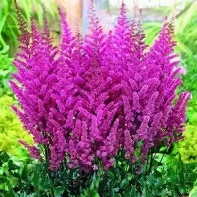 Астильба ПЕПЛ РЕЙН гибридная в Молодечно