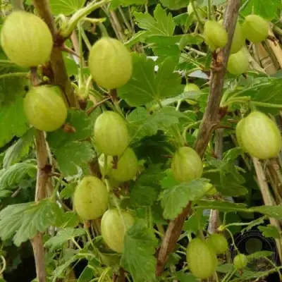 Крыжовник ИНВИКТА в Молодечно