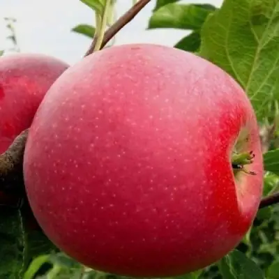 Яблоня АЙДАРЕД в Молодечно