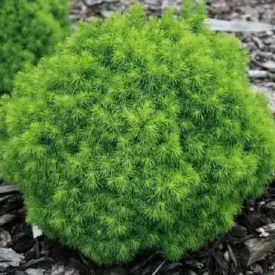 Ель АЛЬБЕРТА ГЛОБ сизая в Молодечно