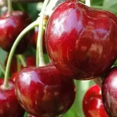 Черешня ВАСИЛИСА в Молодечно