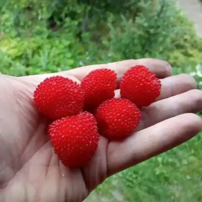 Малина ТИБЕТСКАЯ (РОЗОЛИСТНАЯ) в Молодечно