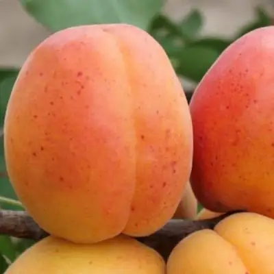 Абрикос ОЛИМП в Молодечно