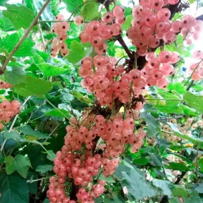 Смородина белая ПРЫГАЖУНЯ (РОЗОВАЯ) в Молодечно