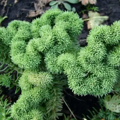 Очиток (седум) КРИСТАТУМ отогнутый в Молодечно