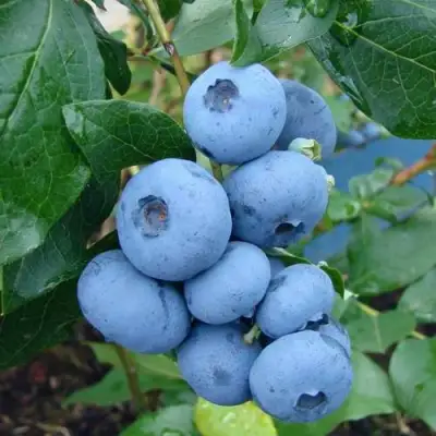 Голубика ТОРО в Молодечно