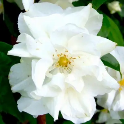 Жасмин РОЗАЦЕ в Молодечно