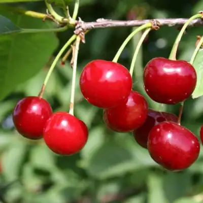 Вишня ЗАРАНКА в Молодечно