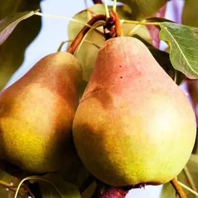 Груша СЛАДКАЯ ИЗ МЛИЕВА в Молодечно