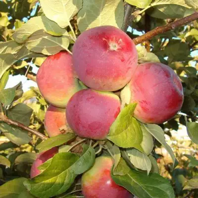 Яблоня ОРЛИК в Молодечно