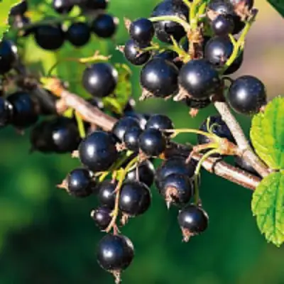 Смородина чёрная ЦЕРЕРА в Молодечно