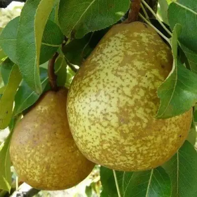 Груша ГЕНЕРАЛ ЛЕКЛЕРК в Молодечно