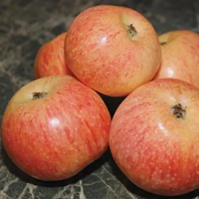 Яблоня КОНФЕТНОЕ в Молодечно