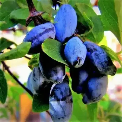 Жимолость съедобная БЛУ ТРЕЖЭ (ГОЛУБОЕ СОКРОВИЩЕ) в Молодечно